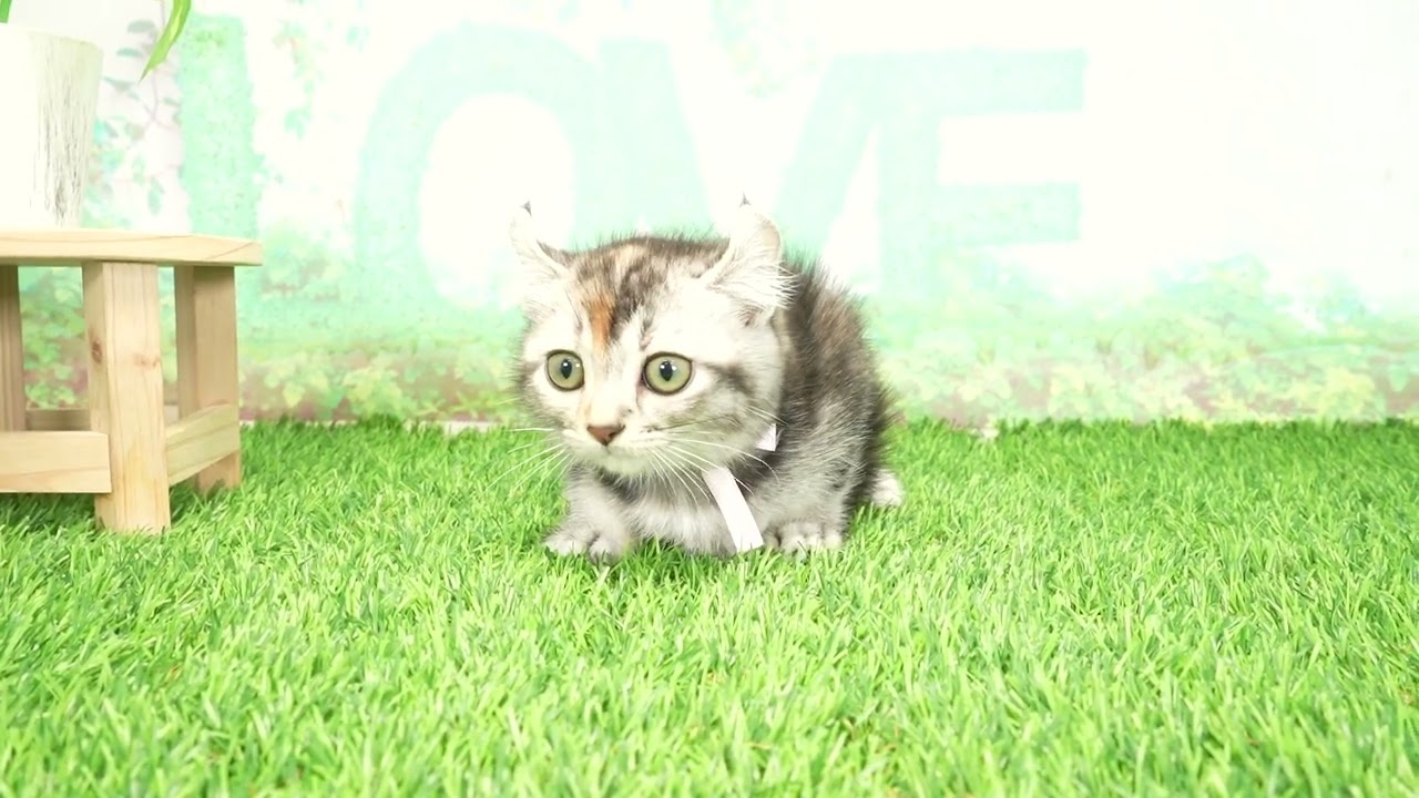 Coo&RIKU　No00674651 アメリカンカール