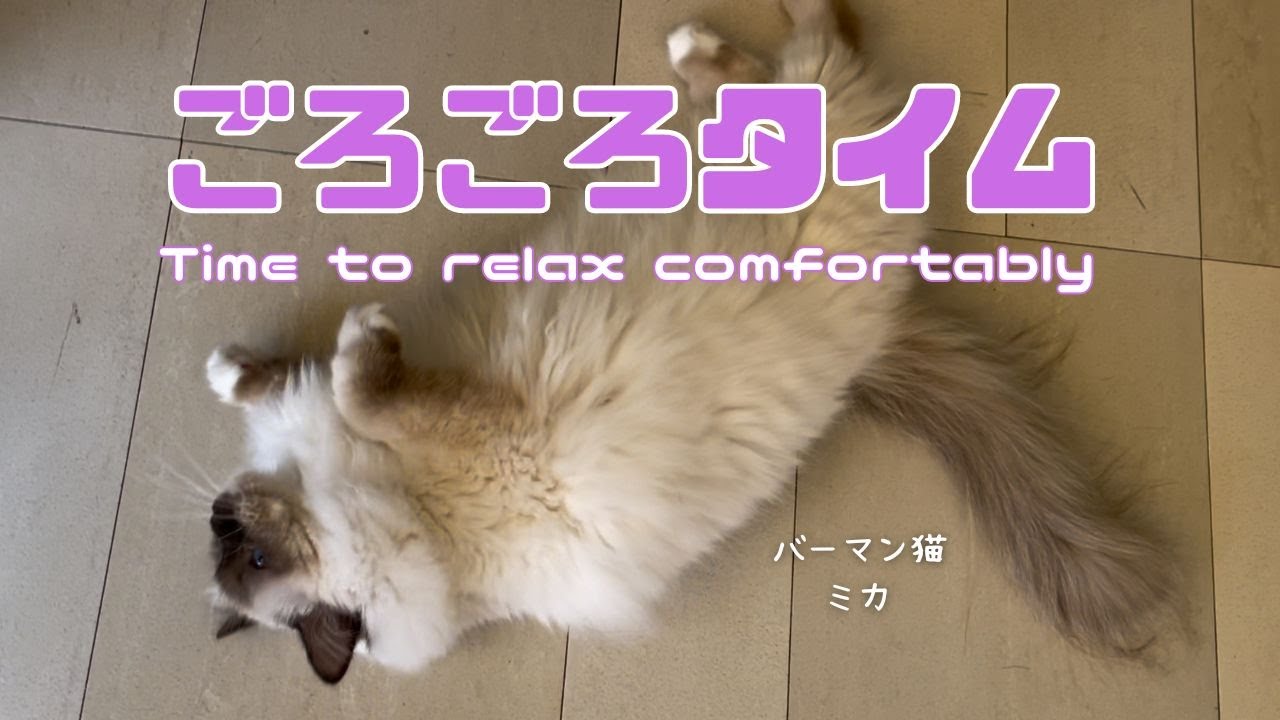 バーマン猫ミカ【ごろごろタイム】Time to relax comfortably （バーマン猫）Birman/Cat