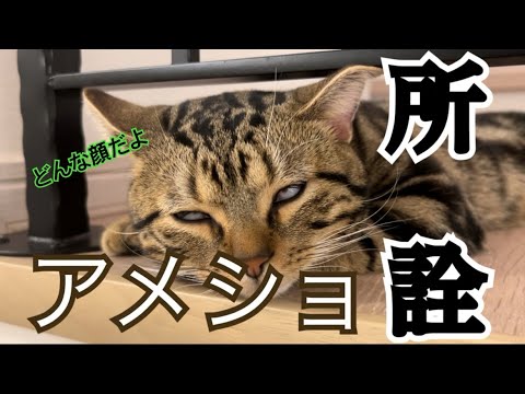 ベンガルとの圧倒的な身体能力の差で虚無顔になってしまったアメリカンショートヘア