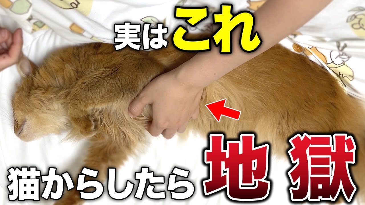 【完全版】猫が泣くほど辛い飼い主の裏切りに値する行動12選