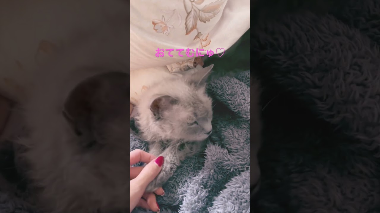 おねんねあくしゅ🍀#ラパーマ #猫 #ブリーダー直販