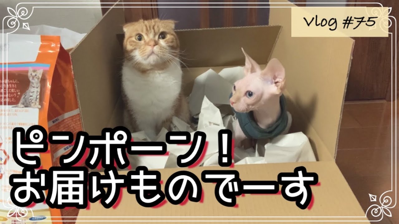 仲良く並んでダンボール箱に…可愛すぎ【スコ＆スフィンクスの日常】