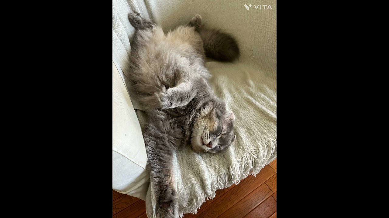 ￼アメリカンカールの睡眠💤2