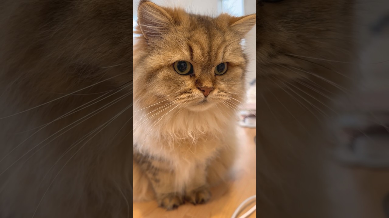 ずっとクンクンしている子猫 【サイベリアン】 #Shorts