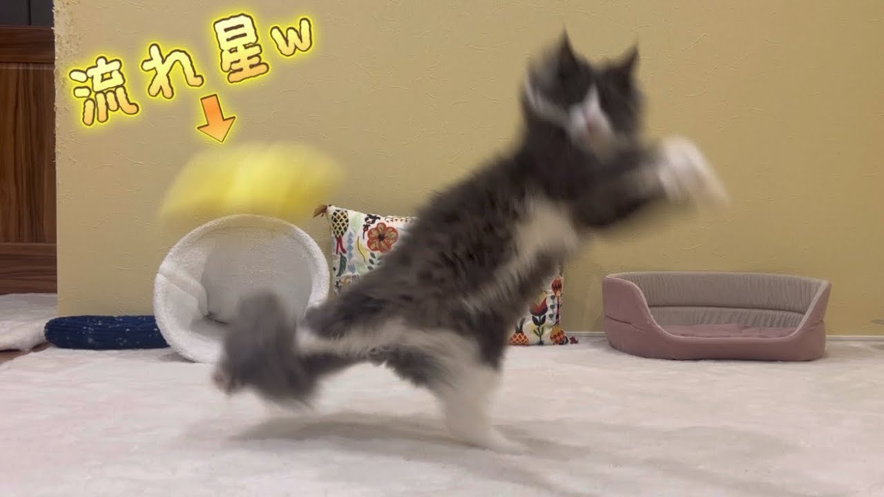 【活発❤️‍🔥】流れ星キャッチに挑戦！！！元気な末っ子ターキッシュアンゴラ♡