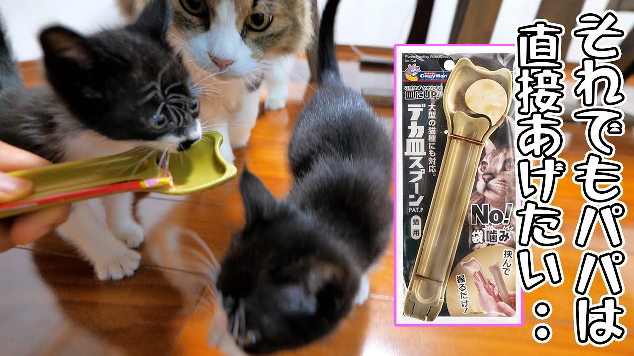 暴れん坊の子猫達にちゅ～るスプーンを使ってみた結果‥😱‼【仲良し子猫姉妹の成長記録】