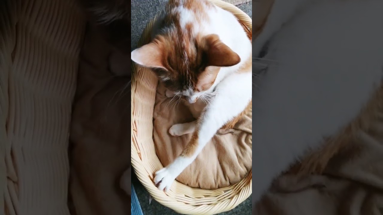 【ねこ動画】きなこのまったりひなたぼっこ🌞 #shorts #猫 #CAT