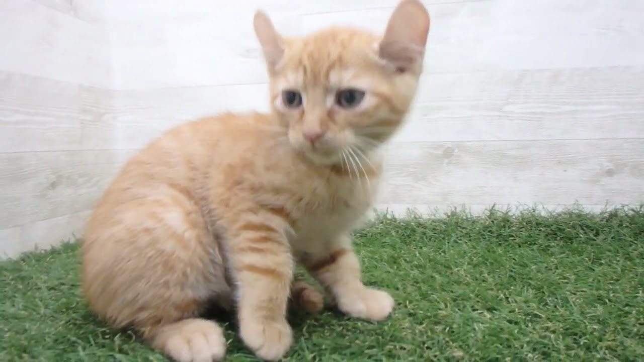 Coo&RIKU　No00674045 アメリカンカール