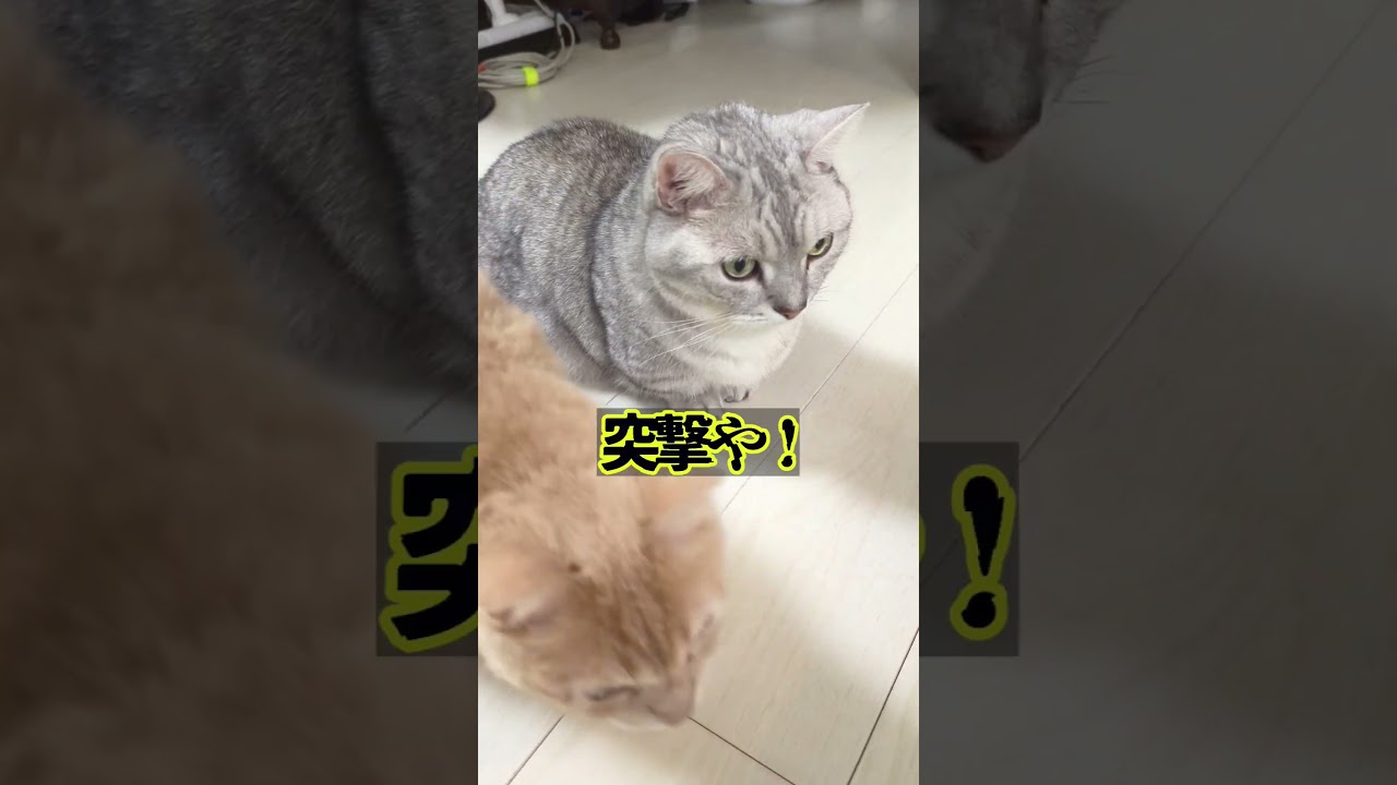 【ぽっちゃん家】で、ごはんまだ？　vol.51　#猫 #funny #animals #shorts