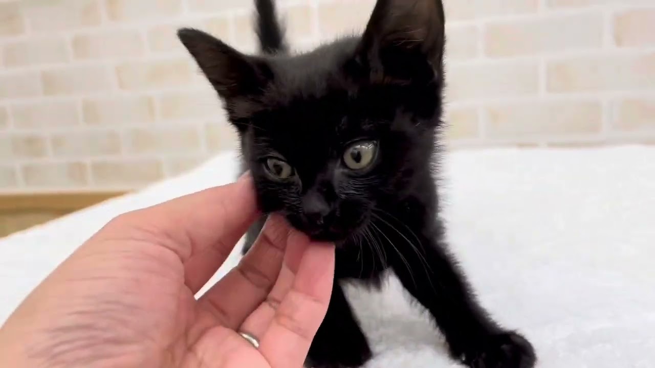 【2024年4月25日撮影:ボンベイ】生後2ヶ月の男の子！