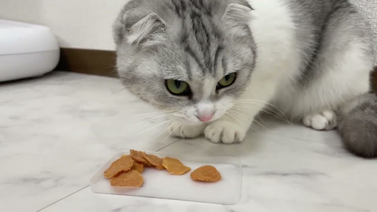【やみつき】初めてのチップスを食べだしたら止まらなくなる猫ｗ
