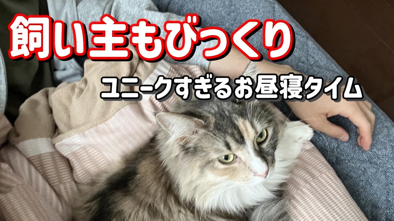 【衝撃映像】目を開けて寝る猫が発見される！？飼い主とのお昼寝タイムがユニークすぎた