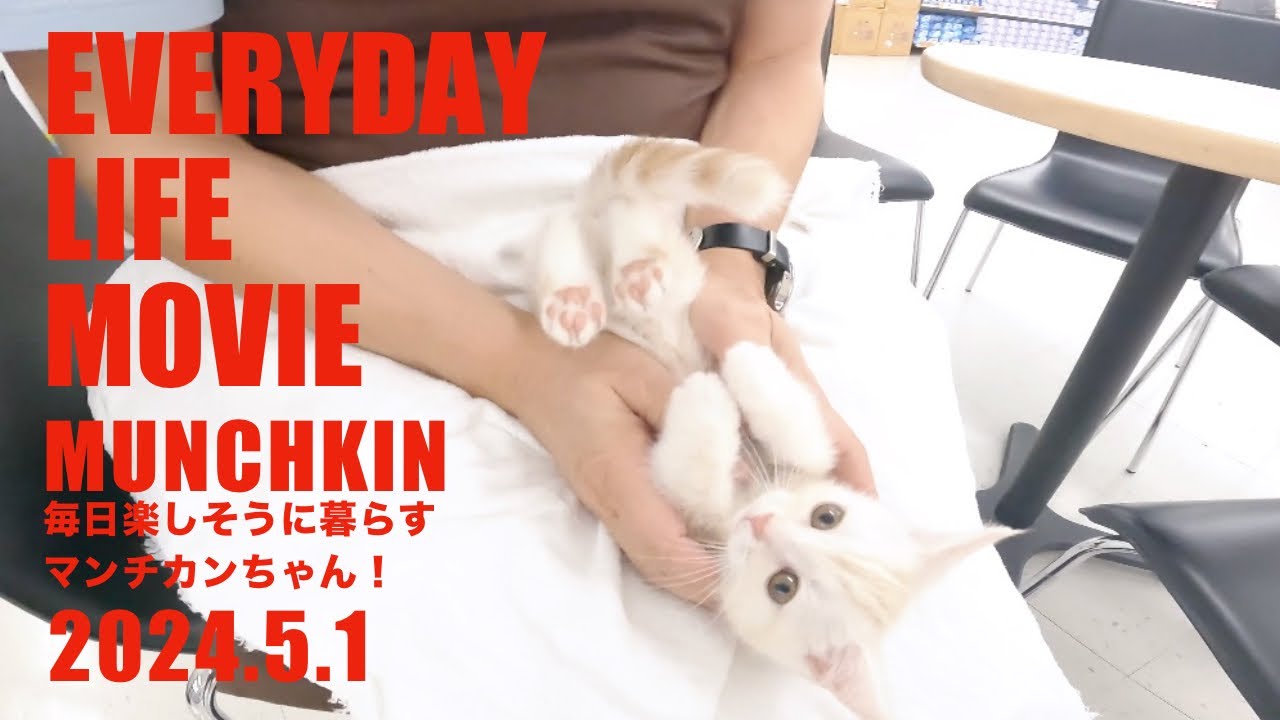 2024年5月1日撮影【マンチカン】毎日楽しく暮らしているよ♪