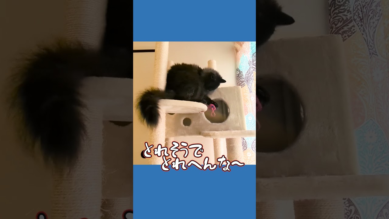 【ぽっちゃん家】むっちゃ楽しむ猫 vol.13　#猫 #猫動画 #shorts