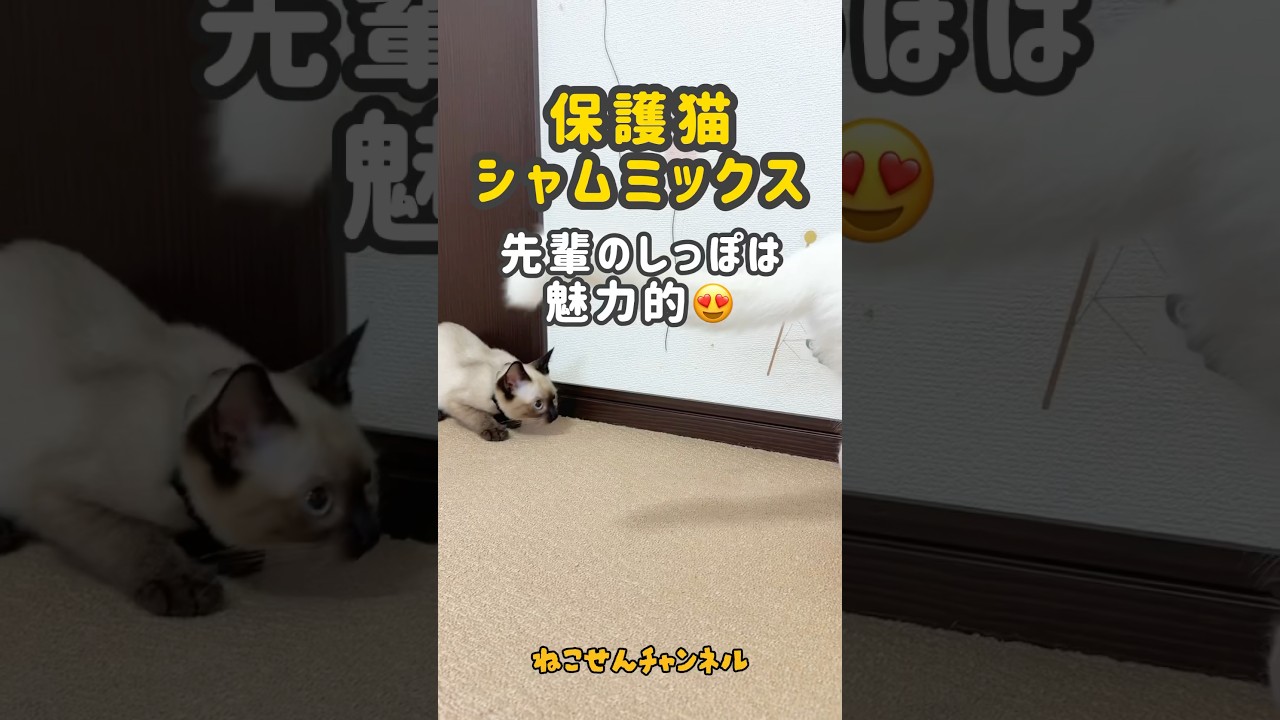 【保護猫シャム】見失うシッポ‥夢中さが可愛い🥰（真冬に保護した子猫） | ねこせん