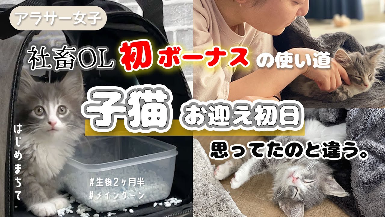 【アラサーポンコツ女】楽しみにしていたメインクーンの子猫お迎え日♪のはずが、思ってたのと違った…。アラサー女子の新たな挑戦！ #猫 #メインクーン #キルア