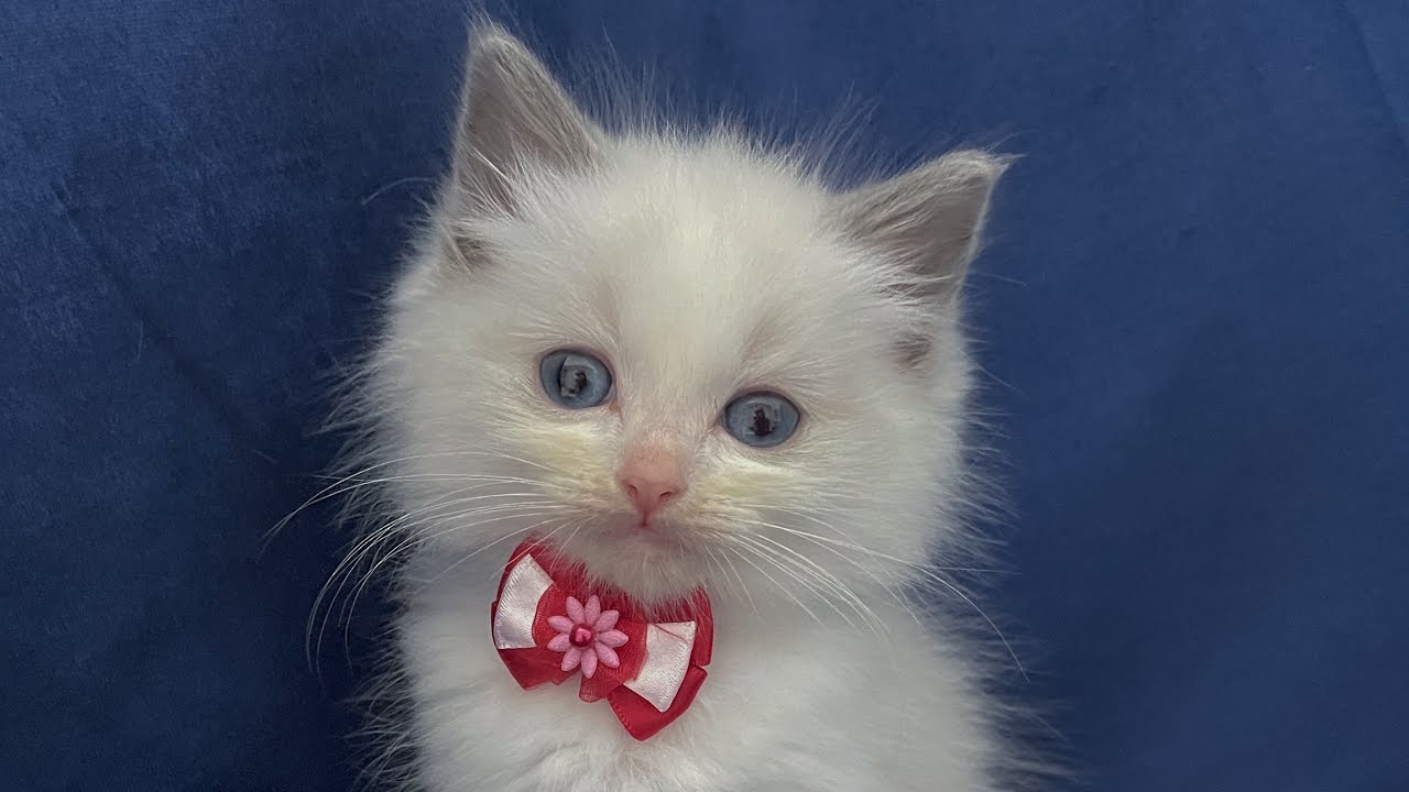 【ラグドール】ブルーポイントバイカラーの女の子