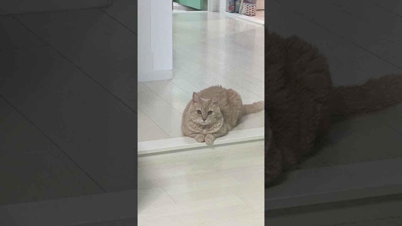 【ぽっちゃん家】今日も楽しい猫たち　vol.22　#猫 #cat #funny #shorts