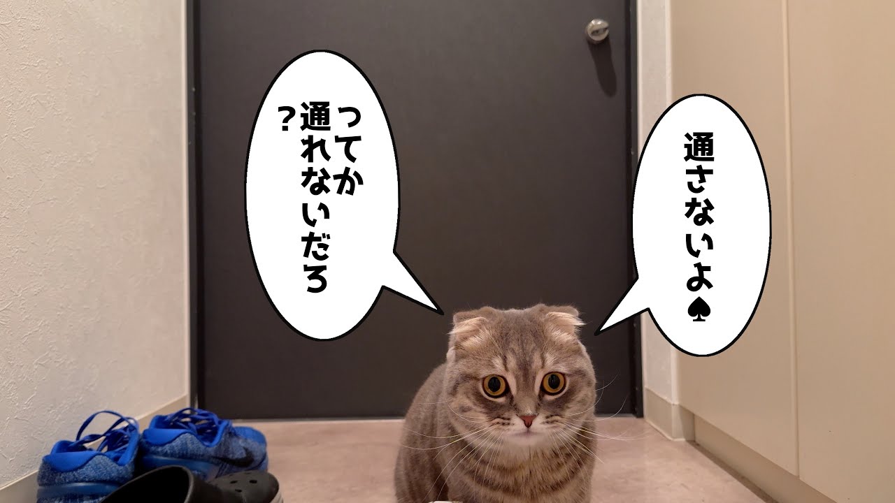 外出しようとしたら猫がヒソカみたいに通せんぼしてきた[マンチカン]