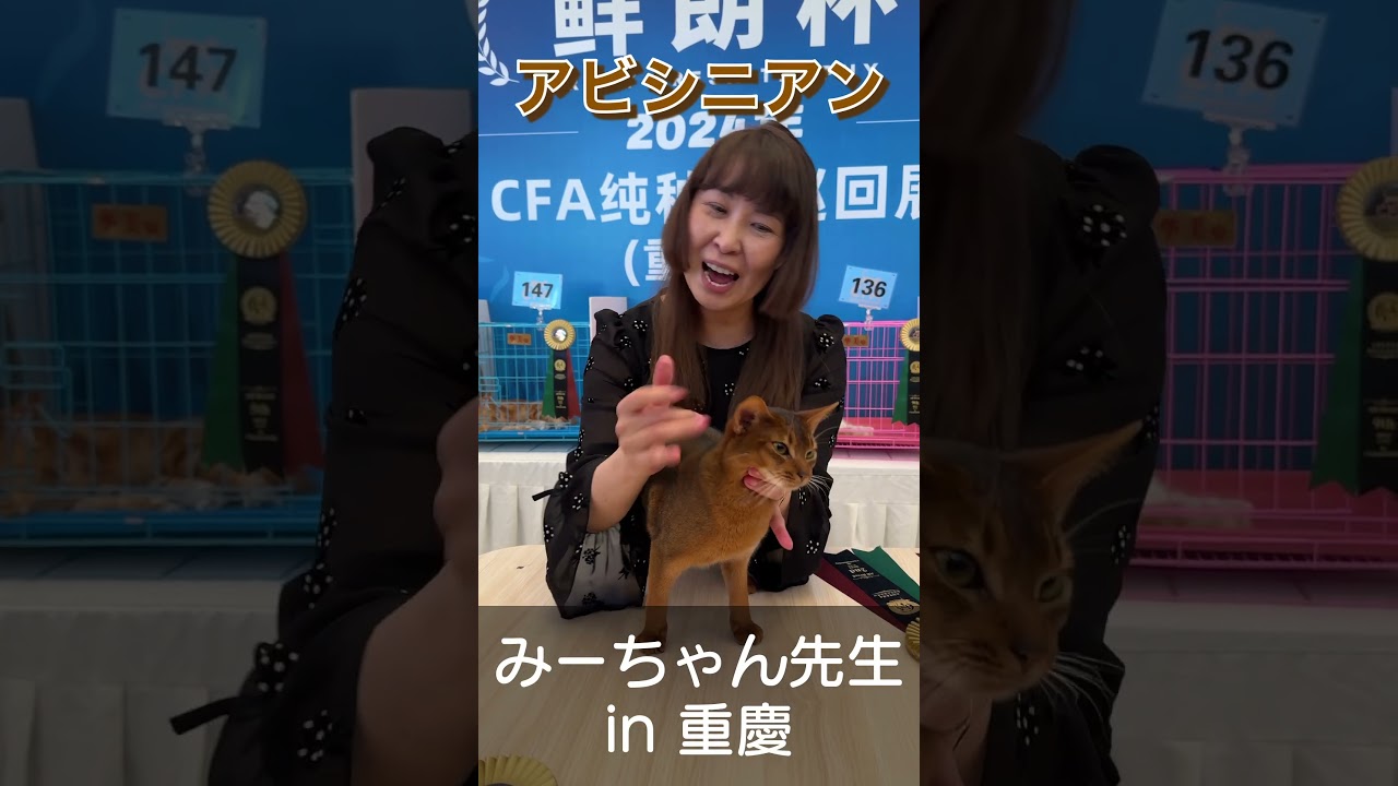 みーちゃん先生 in 重慶(2) 大人猫部門  #みーちゃん先生 #キャットグルーマー #アビシニアン