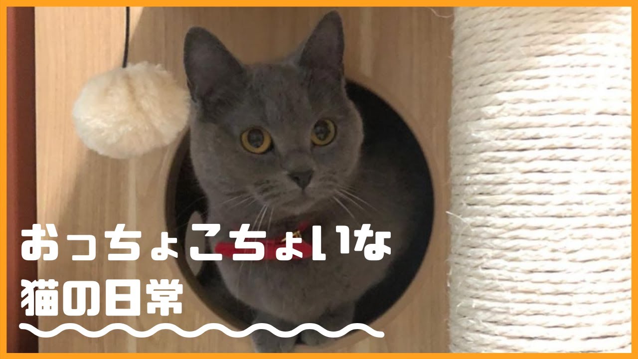 天然で甘えん坊、おっちょこちょいなシャルトリューの日常。【癒しの猫動画】
