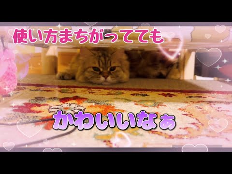置き型ハンモックを逆に使うすーちゃん☆　＃涼しい＃暑さ対策#ねこ ＃ハンモック#すーちゃん #かわいい #cat