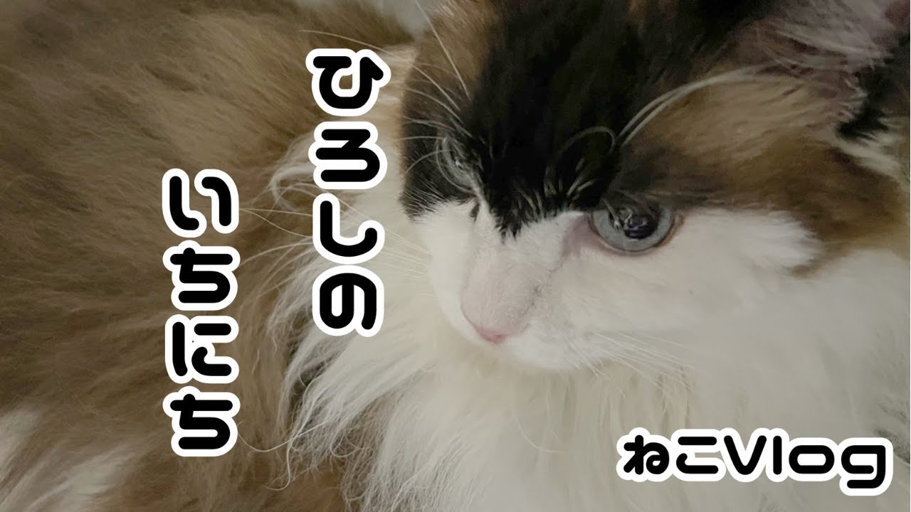 【ラグドール】ひろしのいちにち　Day8【猫のいる生活】