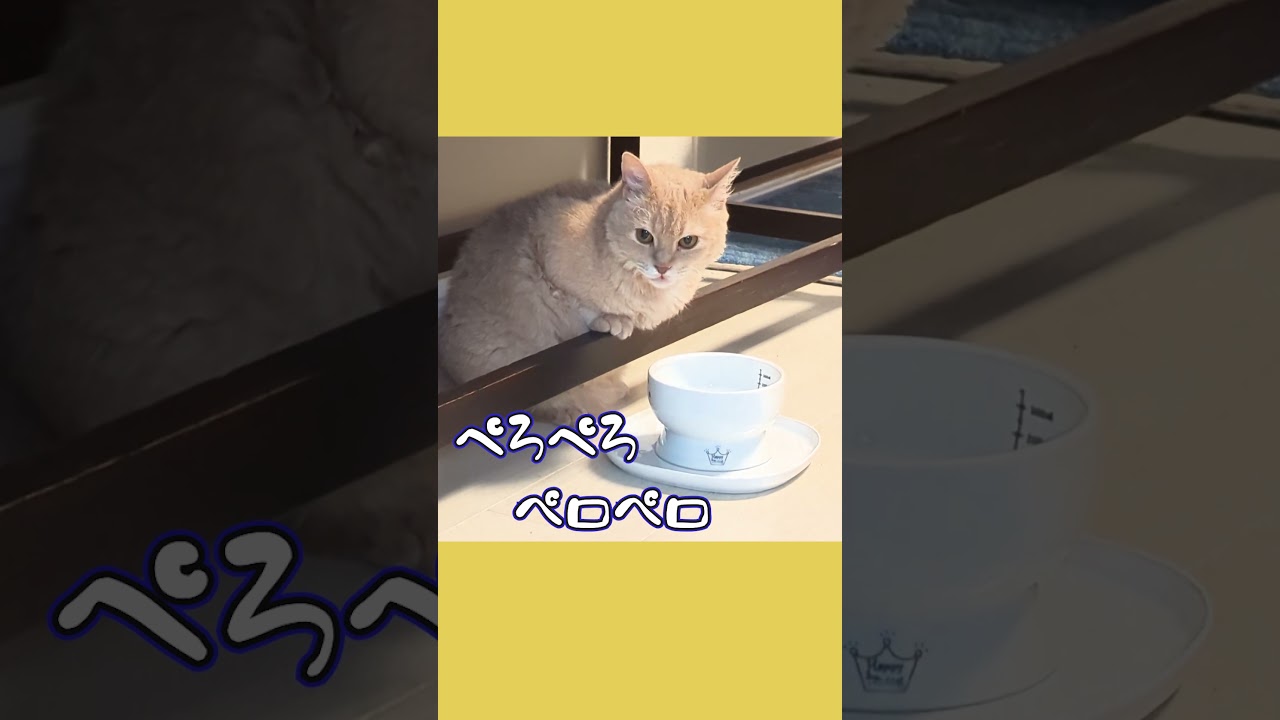 【ぽっちゃん家】鳥さんのように水を飲む猫　うららさん　vol.9　#猫 #猫動画 #shorts