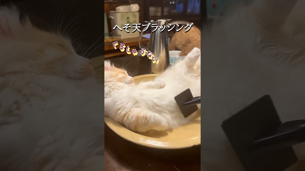 【キンカロー】へそ天ブラッシング毛玉【マンチカール】