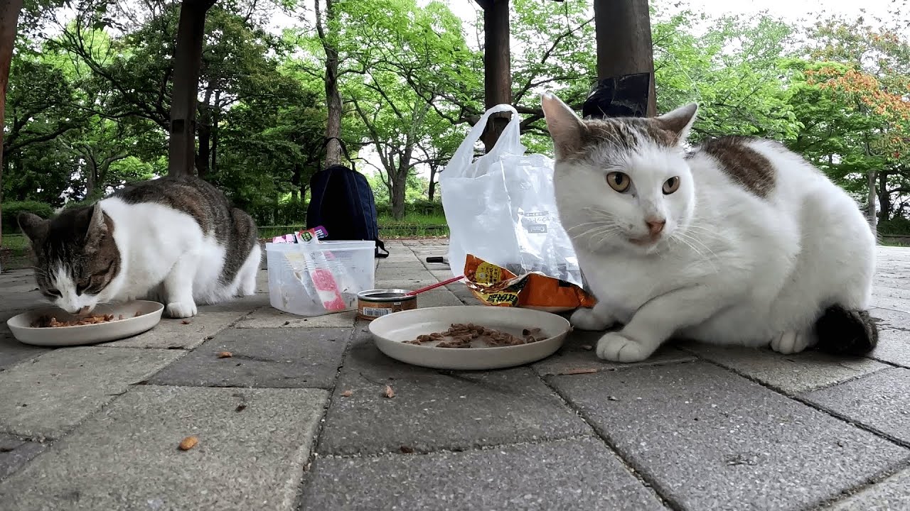 私の一番のお気に入りである茶トラ猫のチャーが行方不明になったそうです・・・４兄弟たちのちょっと遅めのランチタイム
