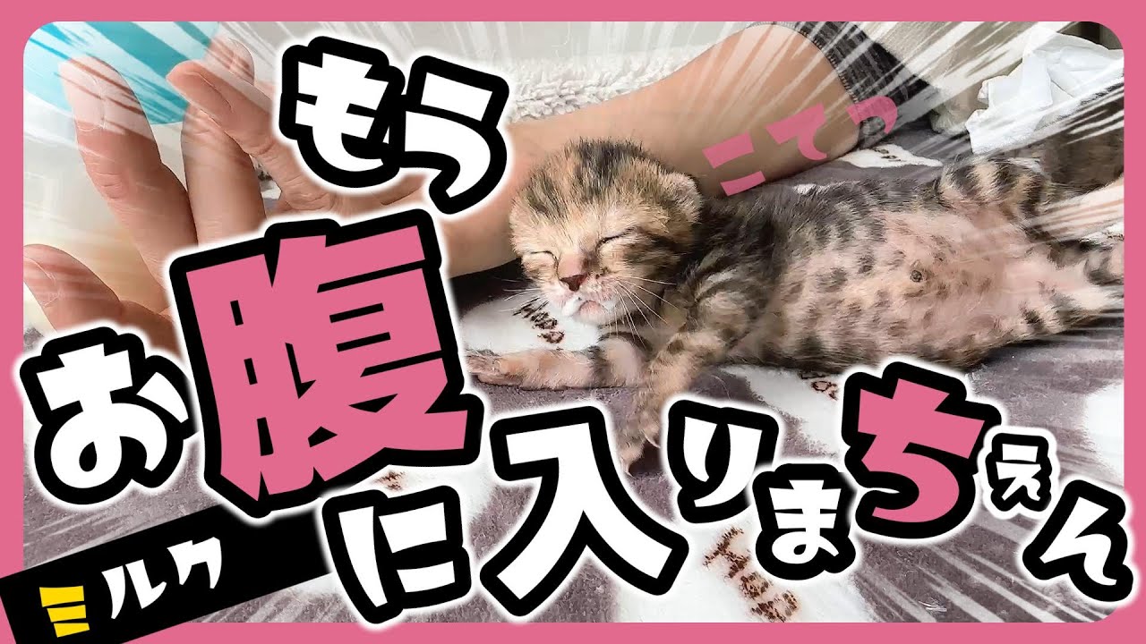 「ぷふぁ～ぁ」子猫 はミルクを飲むと「コテッ」っと転がります【保護猫生活7日目】