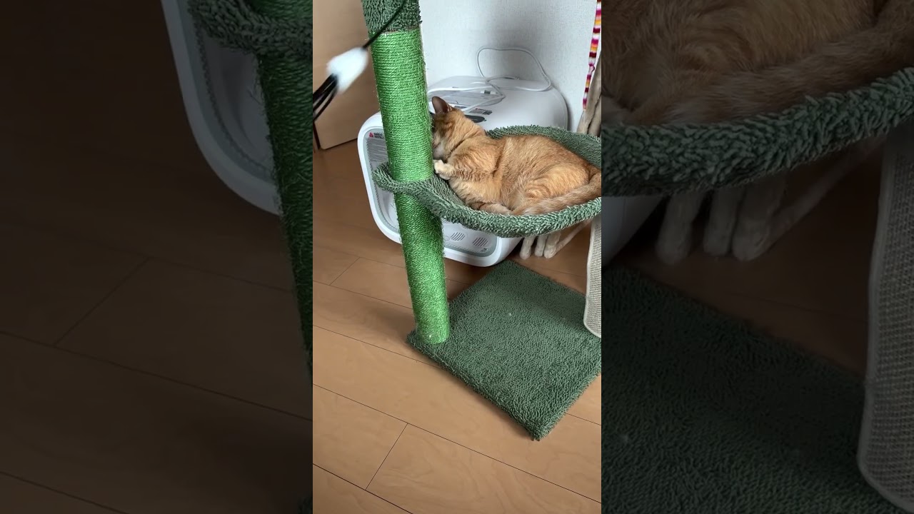 ラガマフィン重量級ジャンプ&マンチカン短足猫パンチᓚᘏᗢ #ねこ #ねこ動画 #cat #ラガマフィン #マンチカン短足 #shorts #ねこぱんち