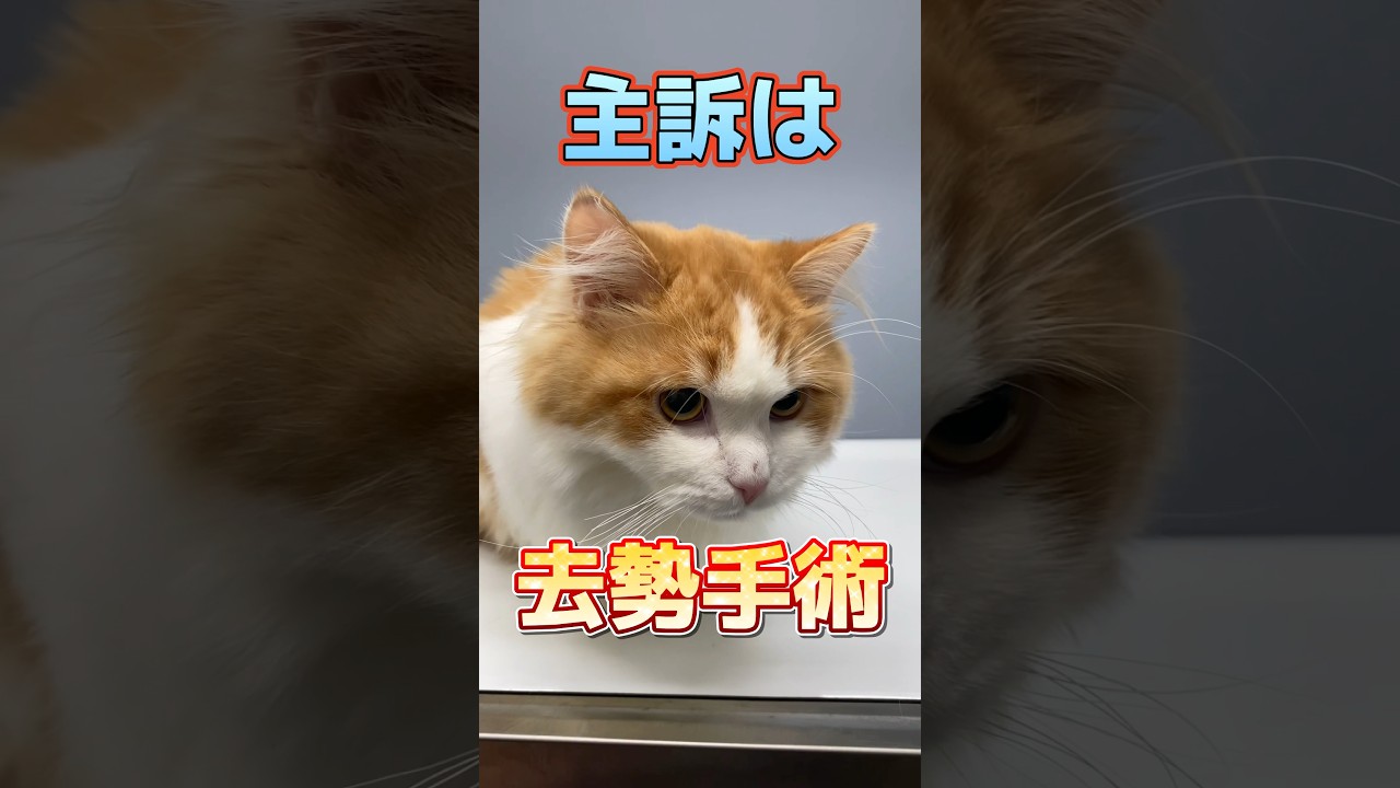 去勢手術をしに7ヶ月のサイベリアンが動物病院にやってきた！