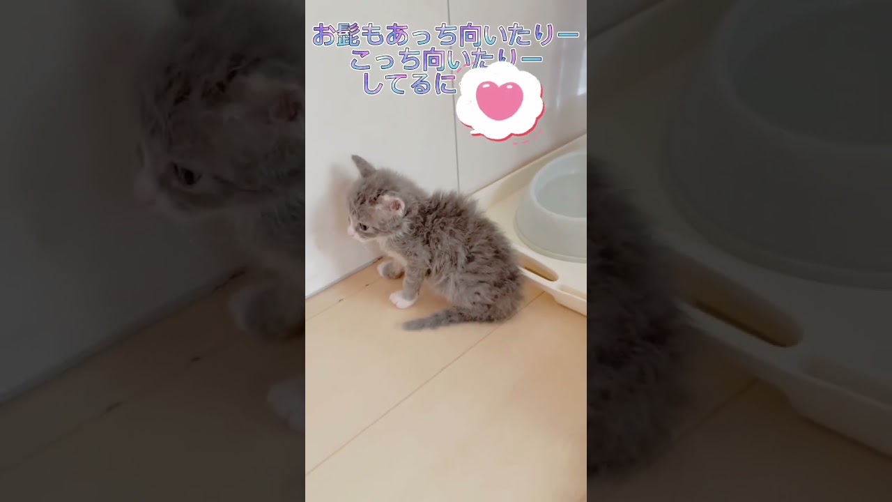 【ラパーマ】新入りベビーちゃん紹介☆【女の子】