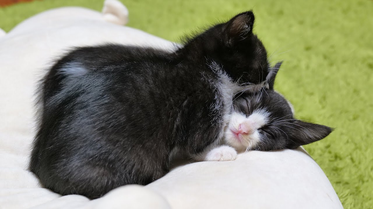 子猫を枕にする子猫🐈🐈【仲良し子猫姉妹の成長記録】