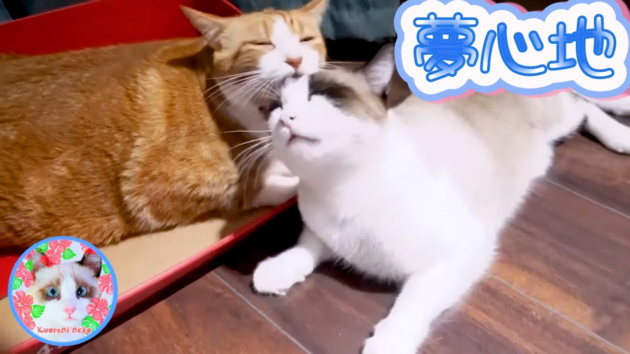 一心不乱にアログルーミングしているのに突然ムードが変わってしまう猫がいます Grooming cat