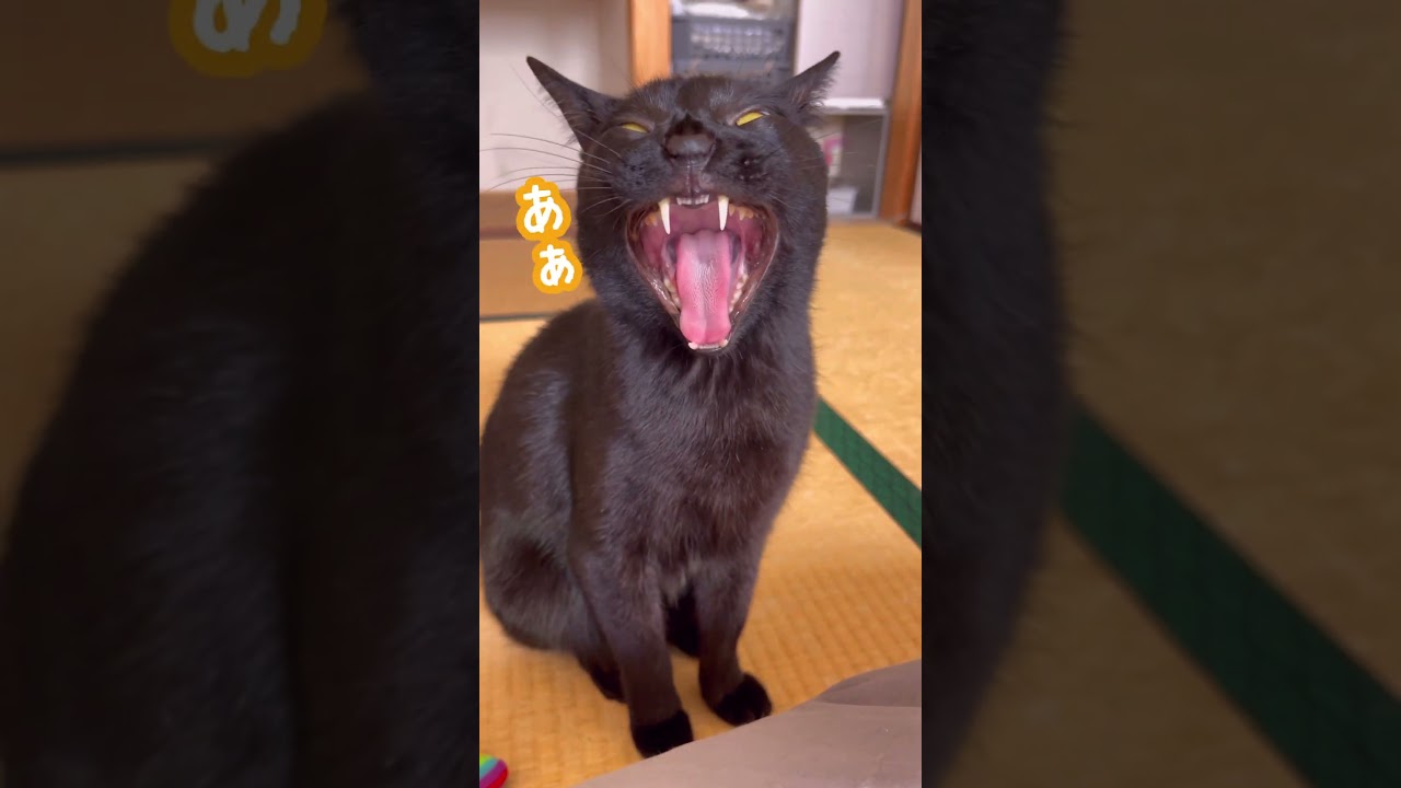 色々鳴ってるクロちゃん