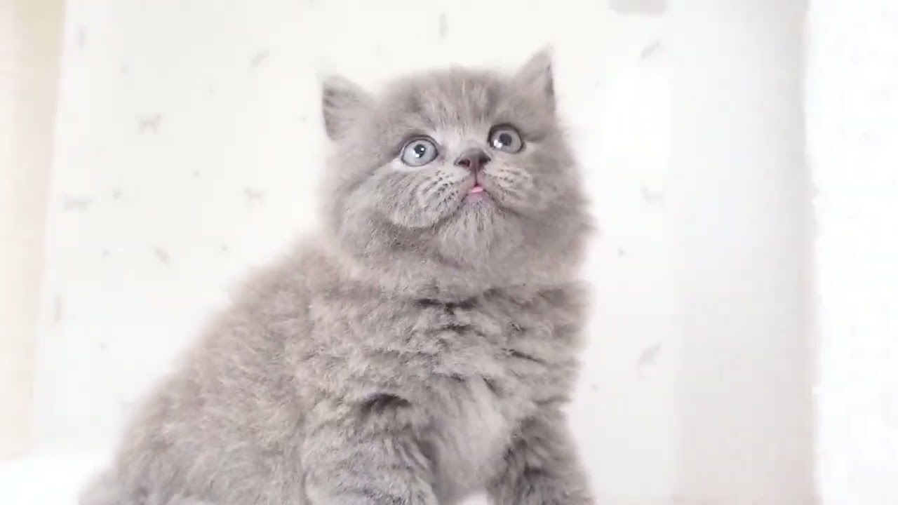 マンチカン 毛質良し、丸顔、母親チャンピオン　ブルー（ロングヘアー）