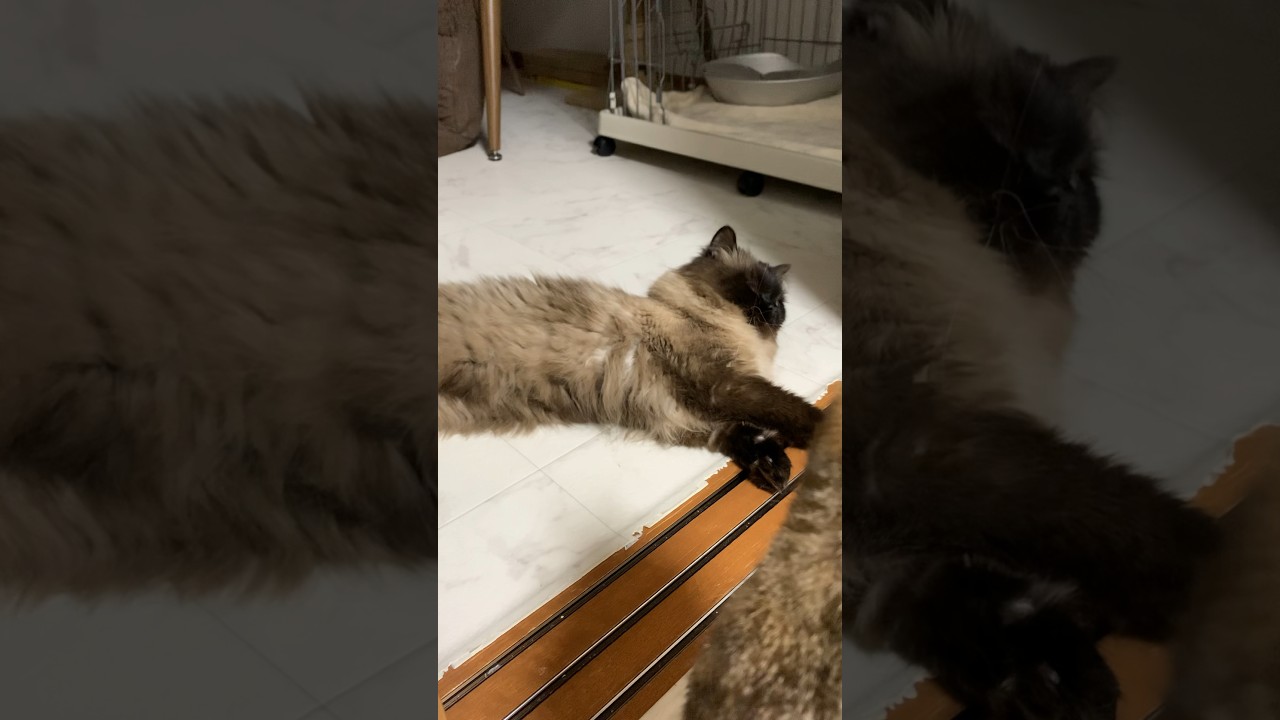 ドアが開いちゃったー！ #猫 #ヒマラヤン #保護猫 #猫のいる生活 #shorts