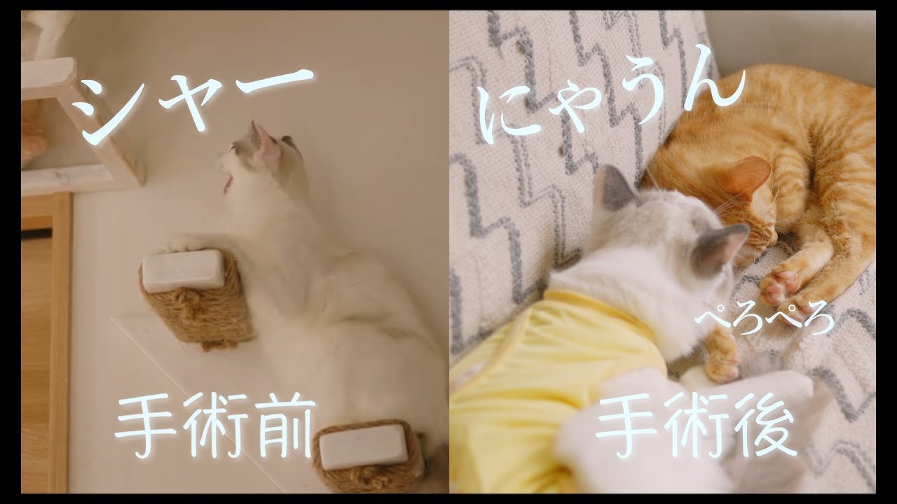 避妊手術から5日　驚くほど性格が変わったラグドールの女の子