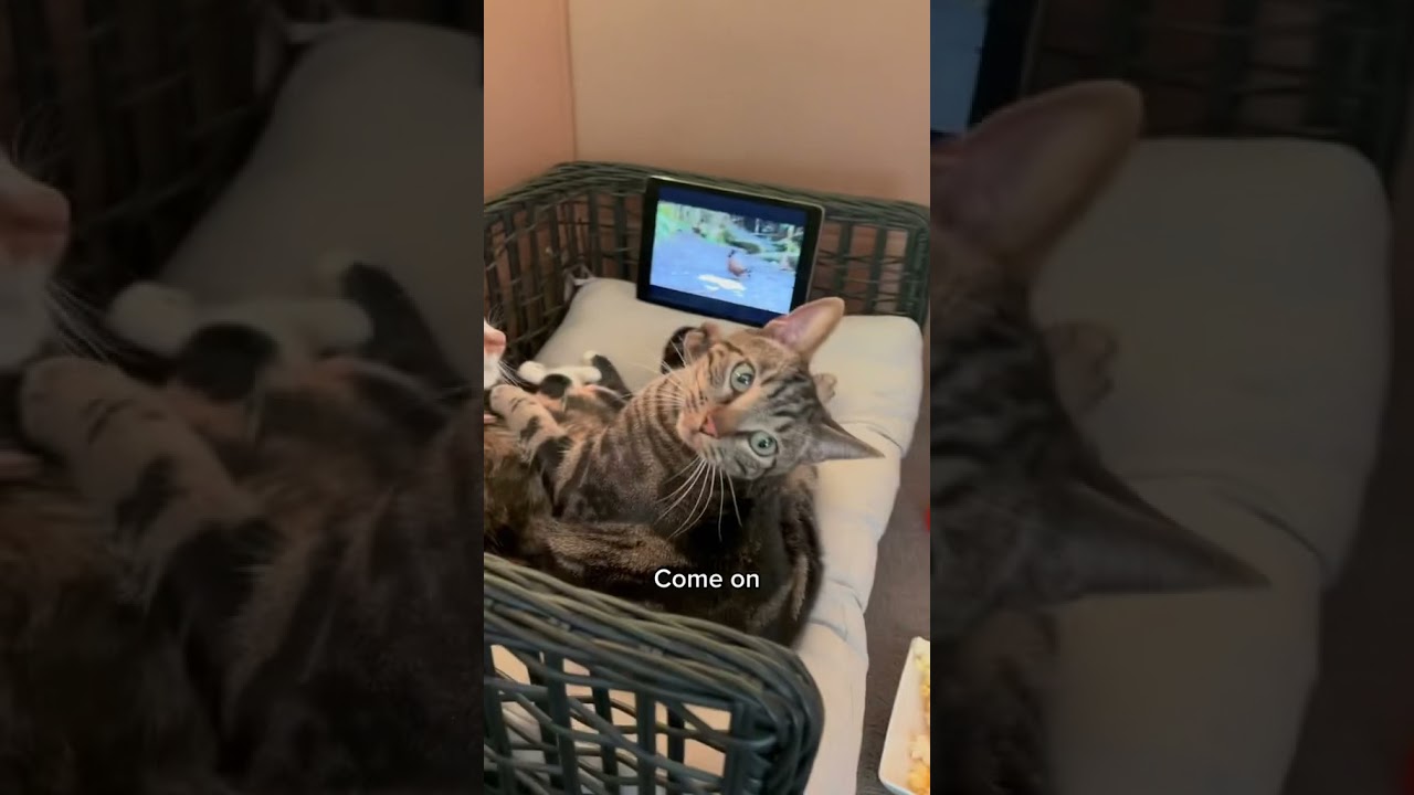 CAUGHT MY CATS ON A CATFLIX AND CHILL DATE 😹 #shorts