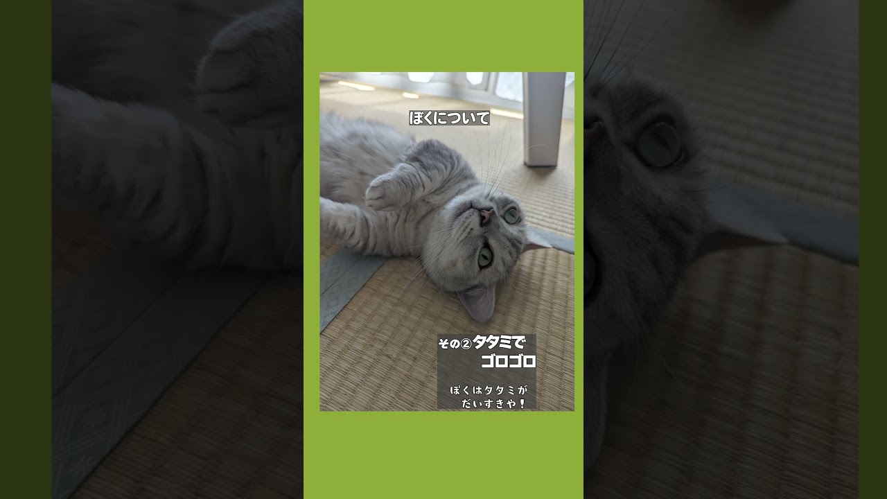 【ぽっちゃん家】はじめまして小太朗です vol1　#猫 #猫動画