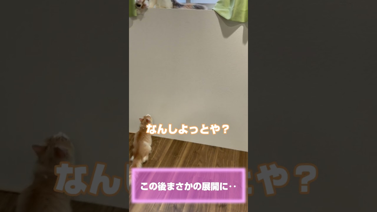 よもぎの身体能力が凄かった！！ #子猫 #ラガマフィン