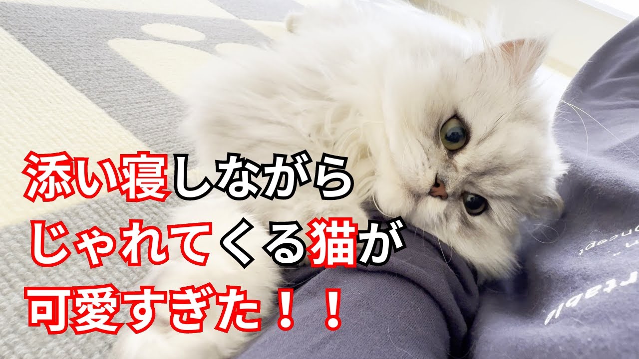 【ペルシャ猫】添い寝しながらじゃれてくる猫が可愛すぎた！！
