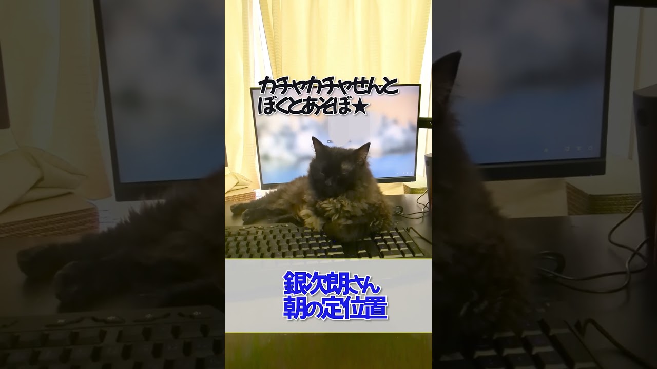【ぽっちゃん家】お邪魔な猫  vol.39　#猫 #cat #funny #shorts
