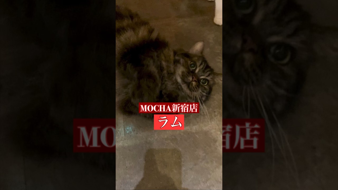 🐱ラム🐱　猫カフェMOCHA新宿店　(スクーカム♀)　2024/3/6  撮影分　#日替わり猫カフェにゃんこ