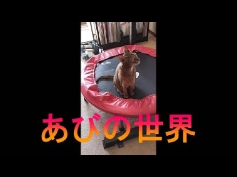 ネコ動画あび＃3563　あびの毎日　アビシニアン　あび