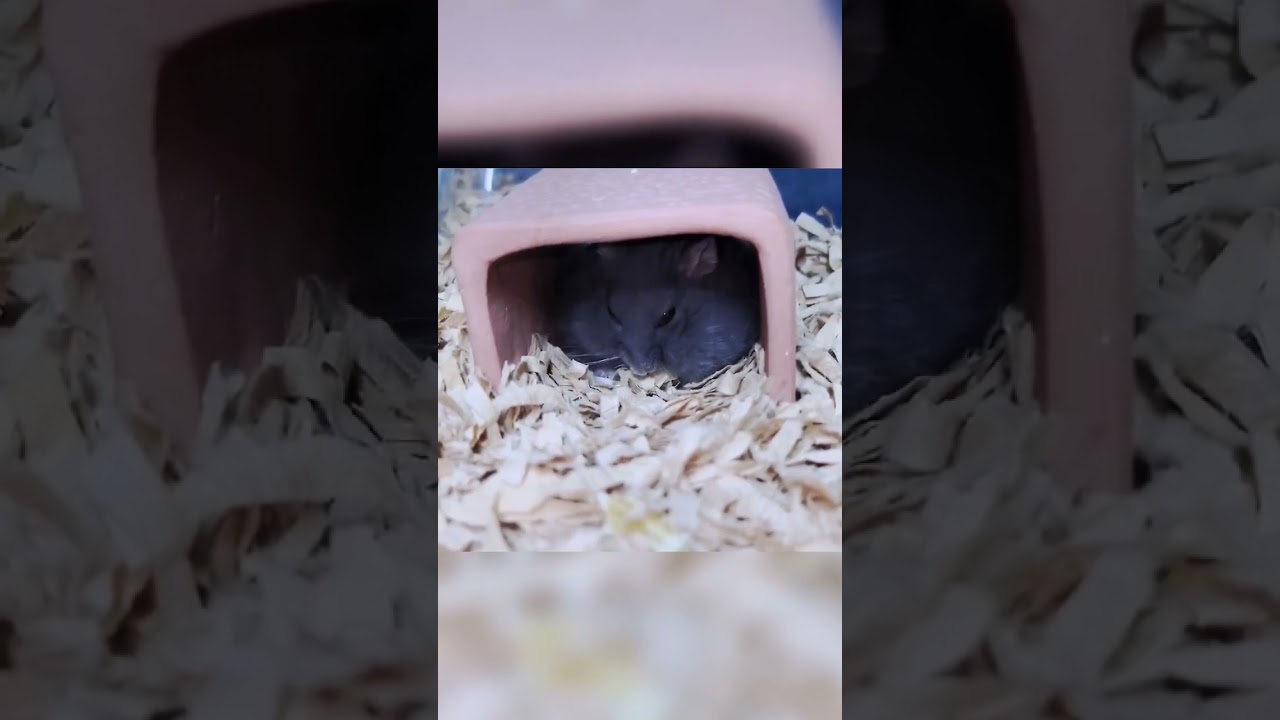 1歳のお誕生日だったロシアンブルーハムスターのジジちゃん　#shorts