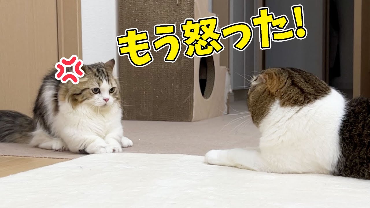 遊んでよ！子猫のらいくんがぽこ太郎に怒っちゃいました…