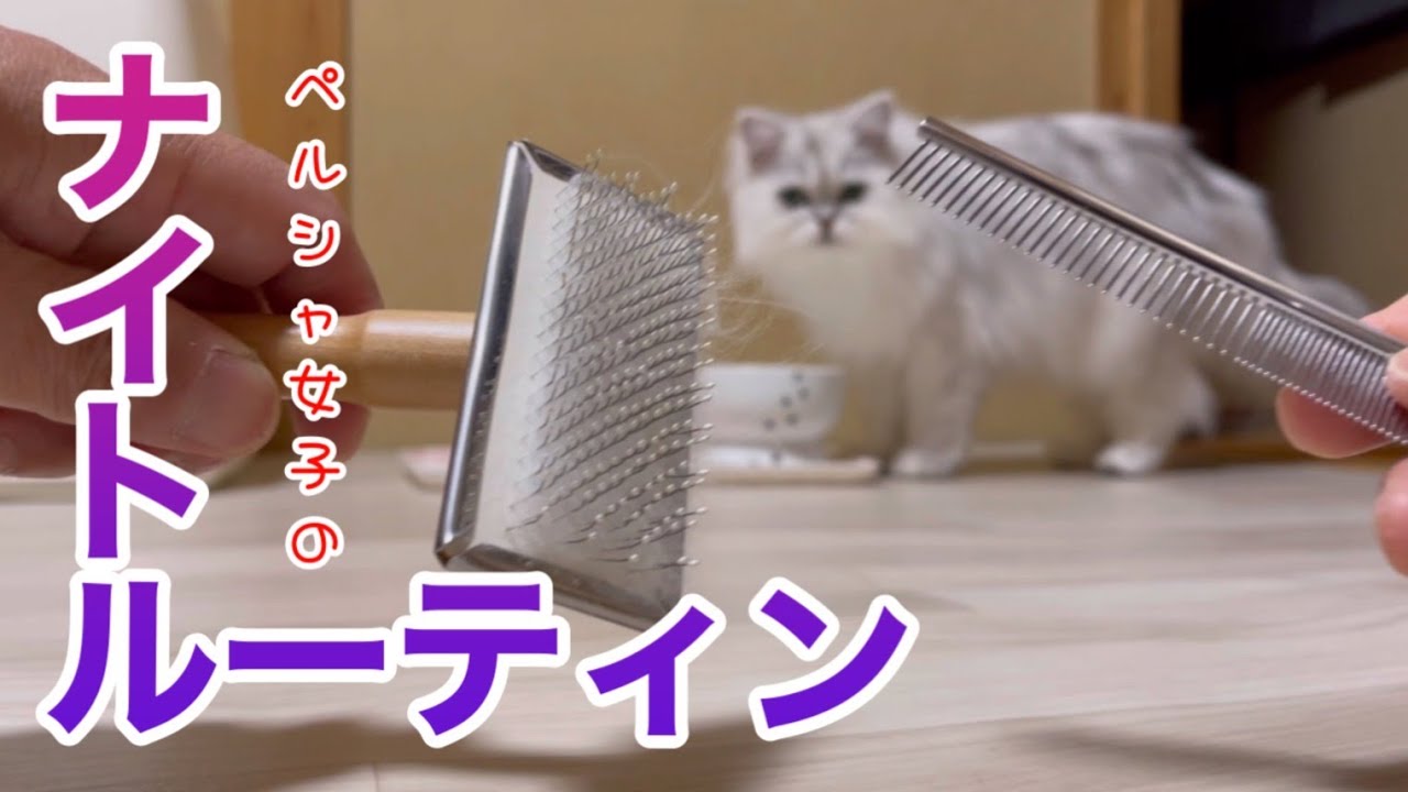 【ブラッシング】ペルシャ女子のナイトルーティン